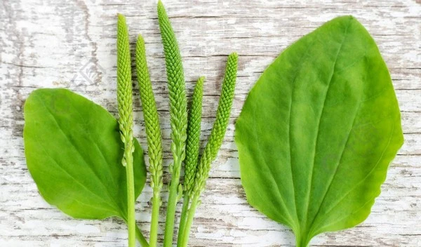 product-1-1 product-1-1