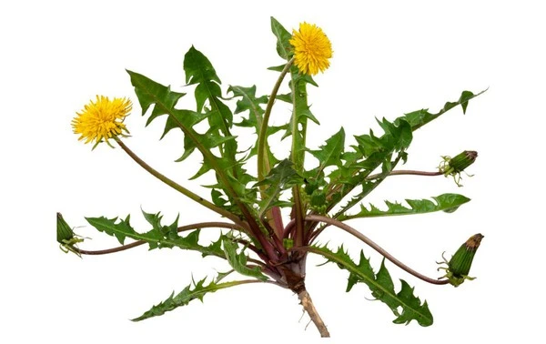 taraxacum mongolicum mano, -mazz taraxacum mongolicum mano, -mazz