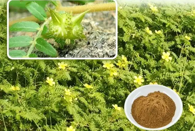 product-1-1 product-1-1