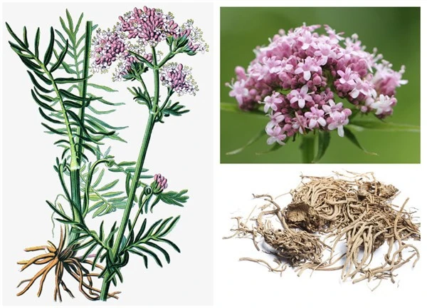 product-1-1 product-1-1