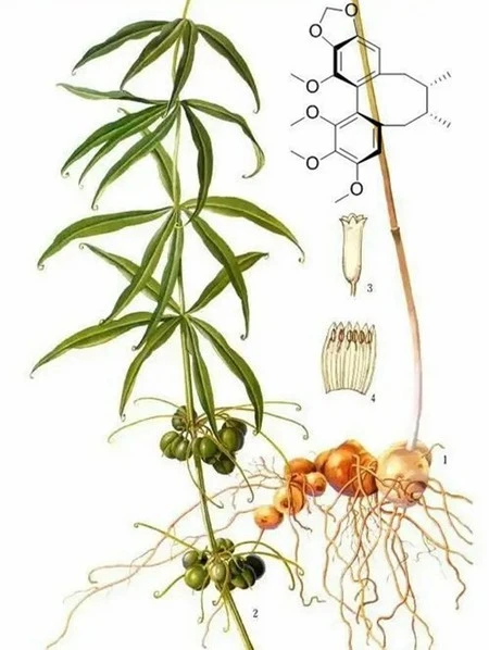 product-1-1 product-1-1