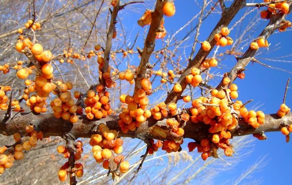 product-1-1 product-1-1