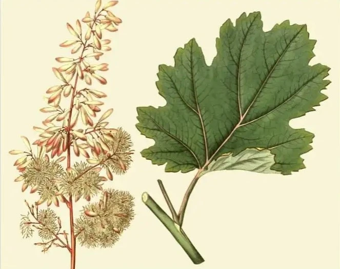 product-1-1 product-1-1