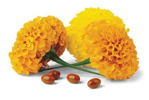 product-1-1 product-1-1