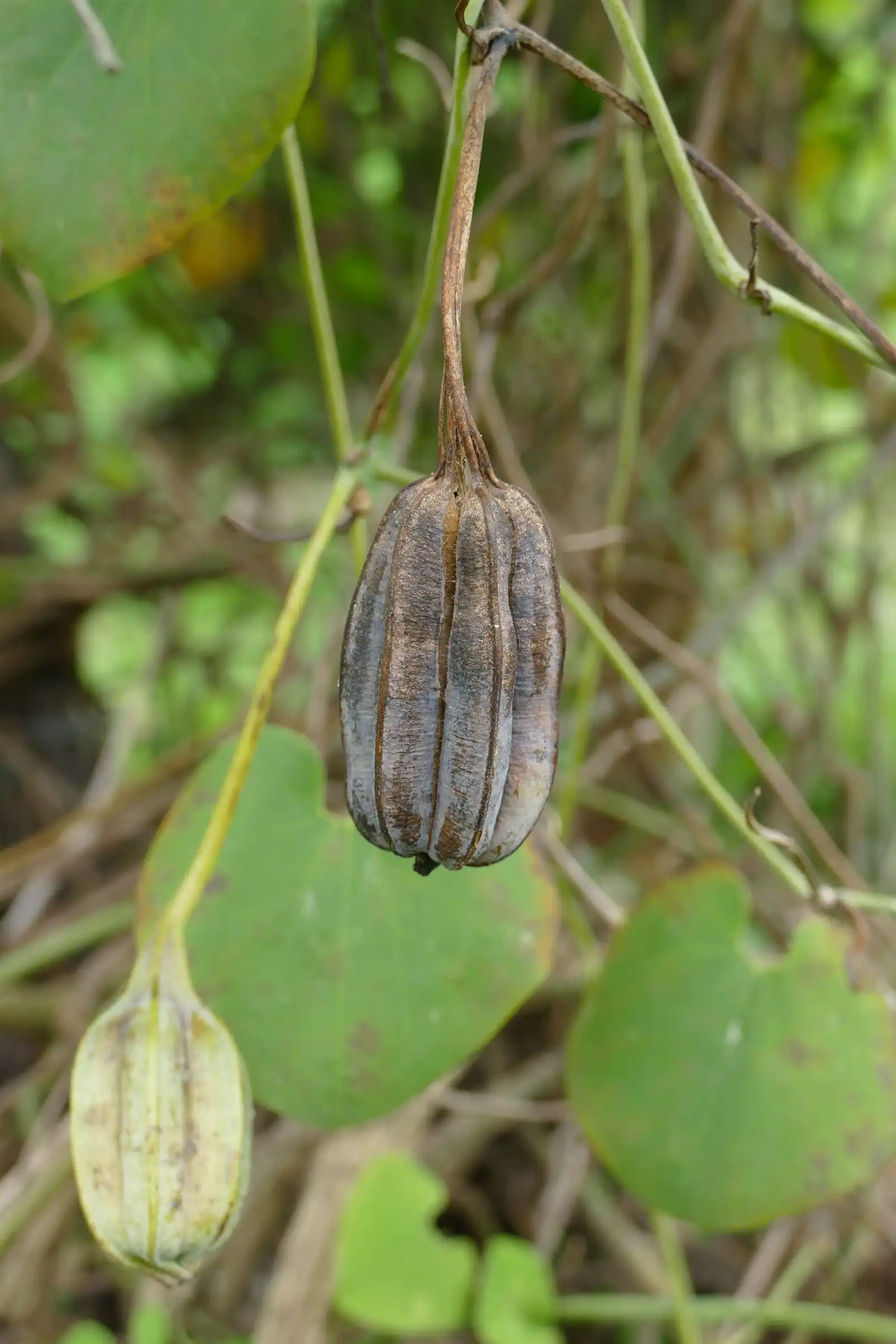 product-1-1 product-1-1