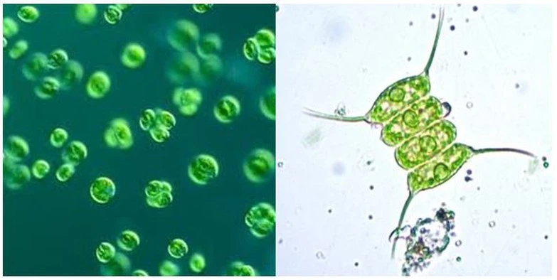 product-1-1 product-1-1