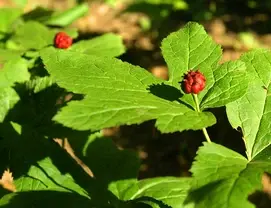 product-1-1 product-1-1