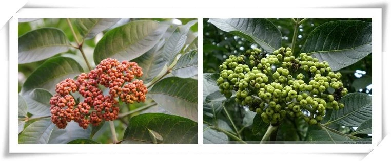 product-1-1 product-1-1