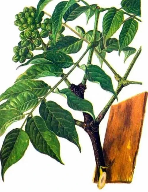 product-1-1 product-1-1