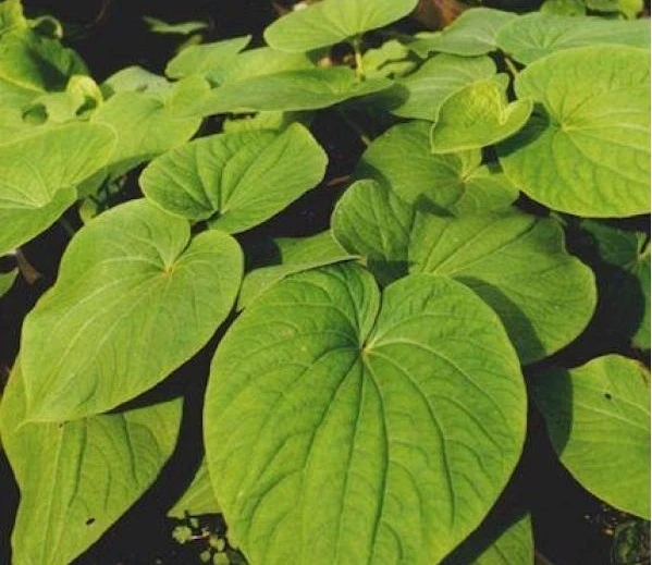 product-1-1 product-1-1