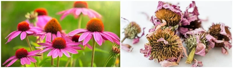 product-1-1 product-1-1