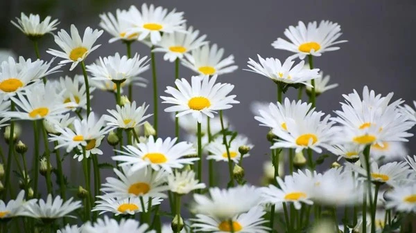 product-1-1 product-1-1