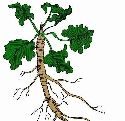 product-1-1 product-1-1