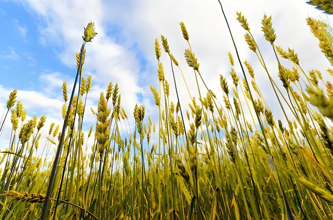 product-1-1 product-1-1