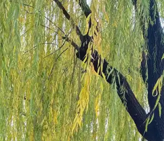 Salix alba L.