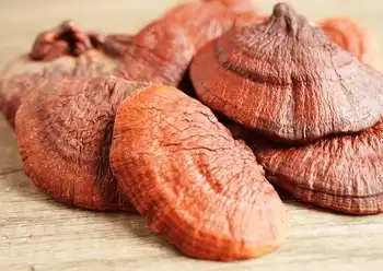 Ganoderma lucidum (Curtis) P. Karst