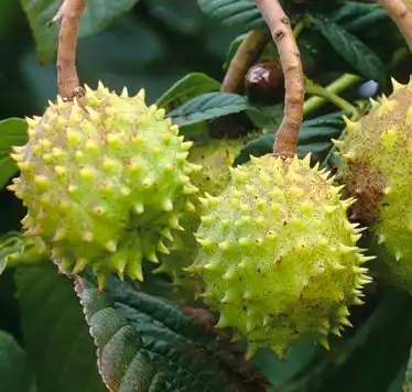 Aesculus chinensis Bge