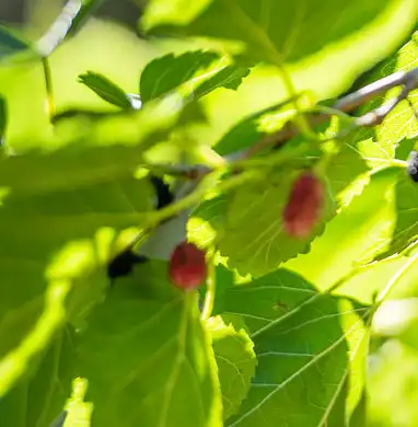 mulberry leaf
