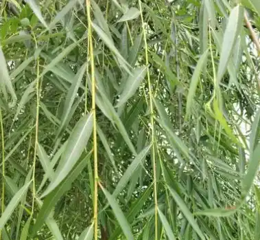 Salix alba L.