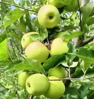 apple