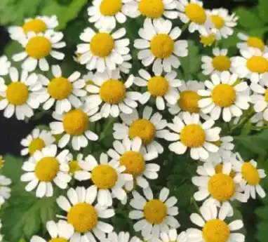 Matricaria chamomilla L.