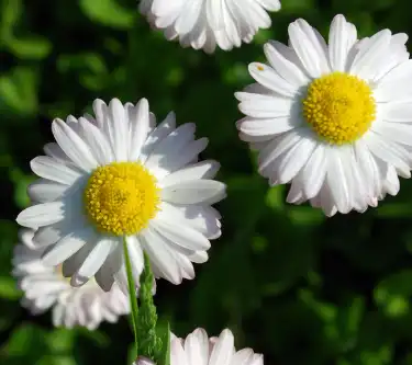 Matricaria chamomilla L