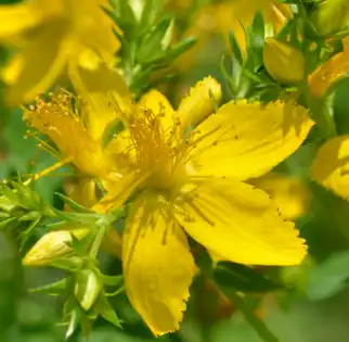 hypericum perforatum