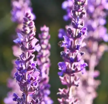 Salvia sclarea L