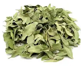folium apocyni veneti