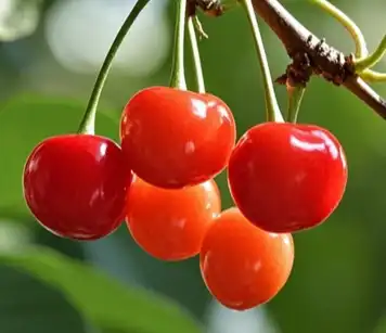 acerola cherry fruit