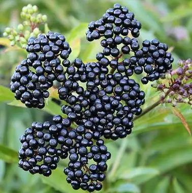 Sambucus williamsii Hance Sambucus williamsii Hance