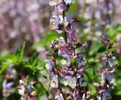 Salvia sclarea L