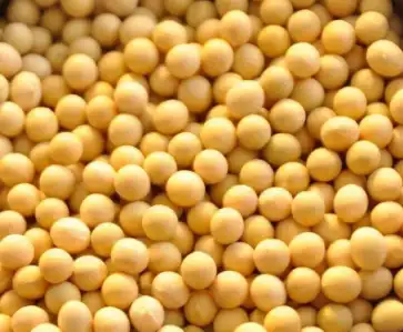 soybean