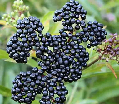 black elderberry