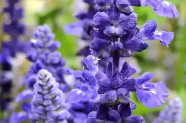 Sage Clary Sage Clary