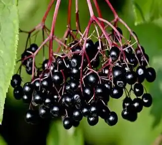 elderberry