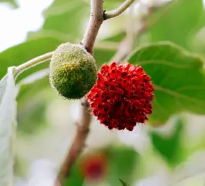 broussonetia papyrifera broussonetia papyrifera