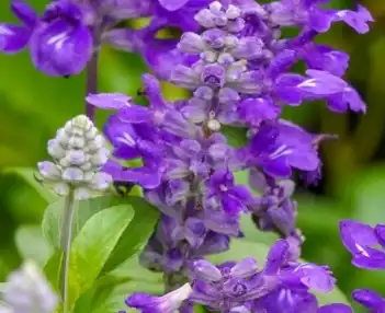 sage clary sage clary