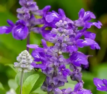 Clary Sage