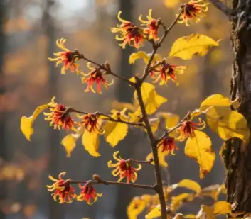 hamamelis virginiana hamamelis virginiana