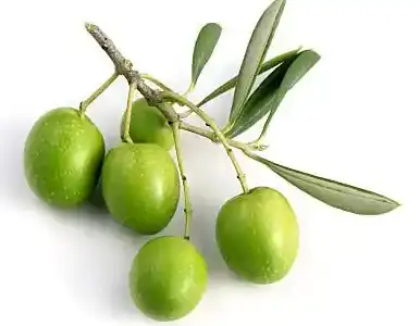 Olea Europaea L Olea Europaea L