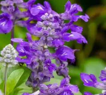Salvia sclarea Salvia sclarea