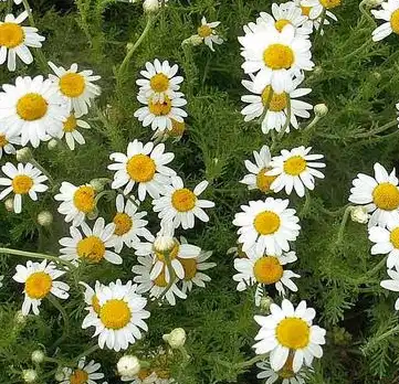 Matricaria chamomilla L