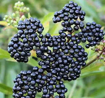 elderberry