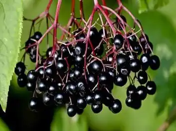 elderberry elderberry