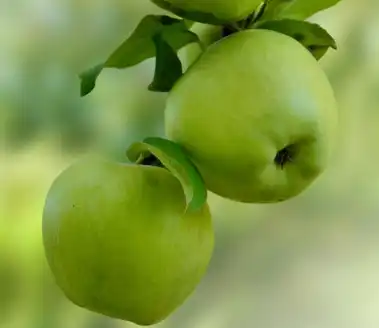 apple