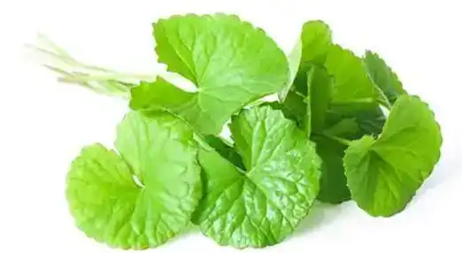 centella asiatica centella asiatica