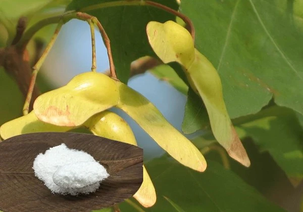 acer truncatum extract