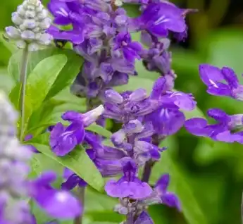 Salvia sclarea L