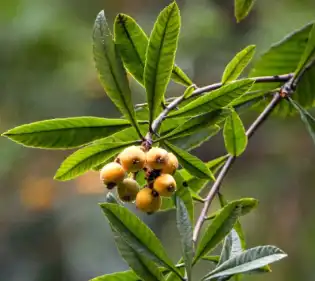 loquat loquat